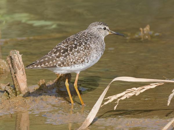 <h3><a href="/trips/gambia/biota/animalia/chordata/aves/024 charadriiformes/015 scolopacidae/tringa glareola/tringa glareola-nl.html">Tringa&nbsp;glareola</a> / Wood&nbsp;sandpiper / Bosruiter</h3>OM-1 Mark II met OLYMPUS M.150-400mm F4.5, 1/2000 sec  bij F4.5, ISO 640, afstand 13.2&nbsp;m